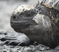 Marine Iguana